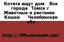 Котята ищут дом - Все города, Томск г. Животные и растения » Кошки   . Челябинская обл.